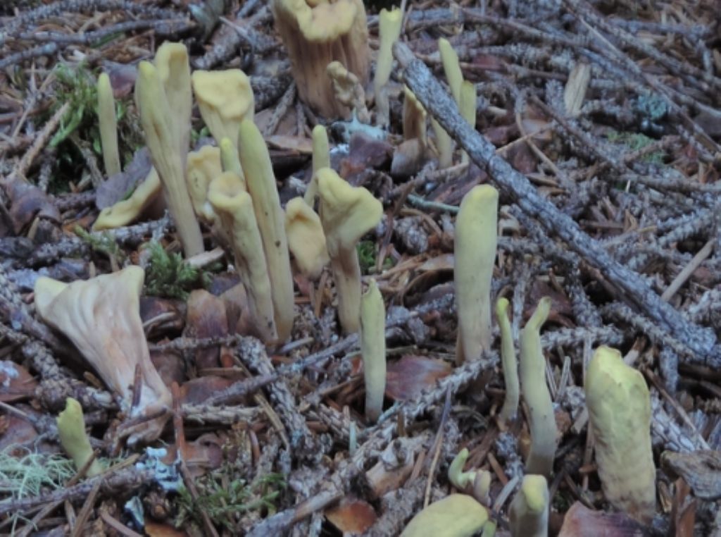 Piccolissimo giallo-verde